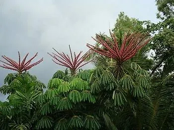 Palms At Trinity Aparthotel Cairns Australia