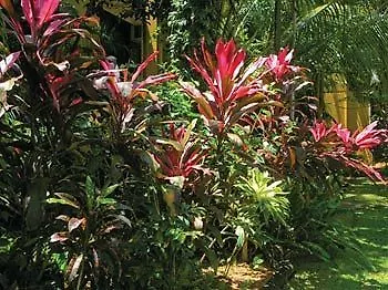 Palms At Trinity Aparthotel Cairns 3*,  Australia