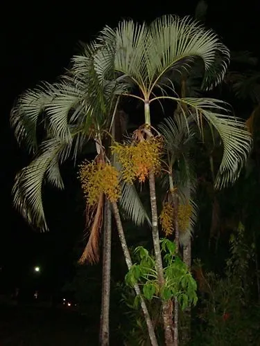 Palms At Trinity Aparthotel Cairns