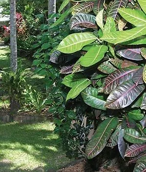 Palms At Trinity Lejlighedshotel Cairns